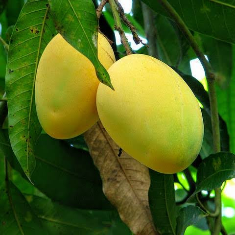 Fajri