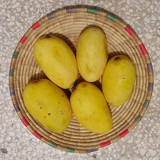 White Chaunsa